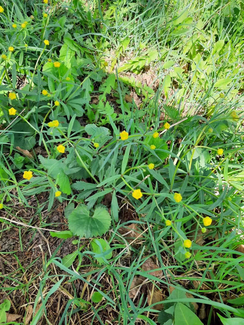 Ranunculus euprepes