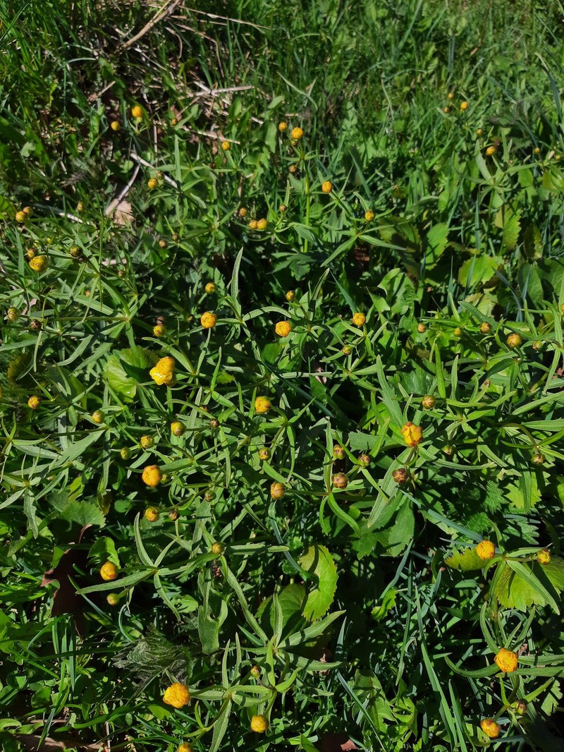 Ranunculus euprepes photo 2