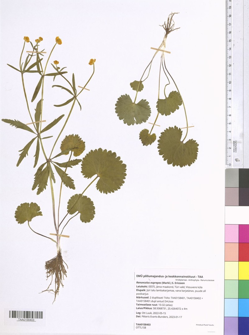 Ranunculus euprepes photo 3