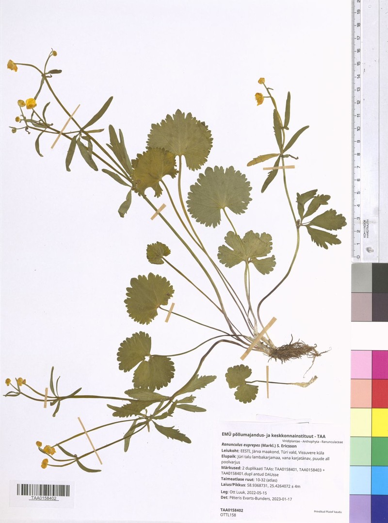 Ranunculus euprepes photo 4