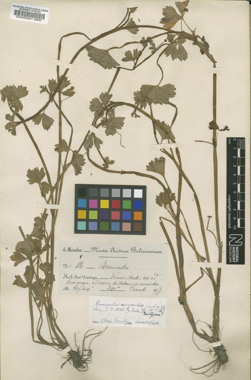 Ranunculus eurycaulos