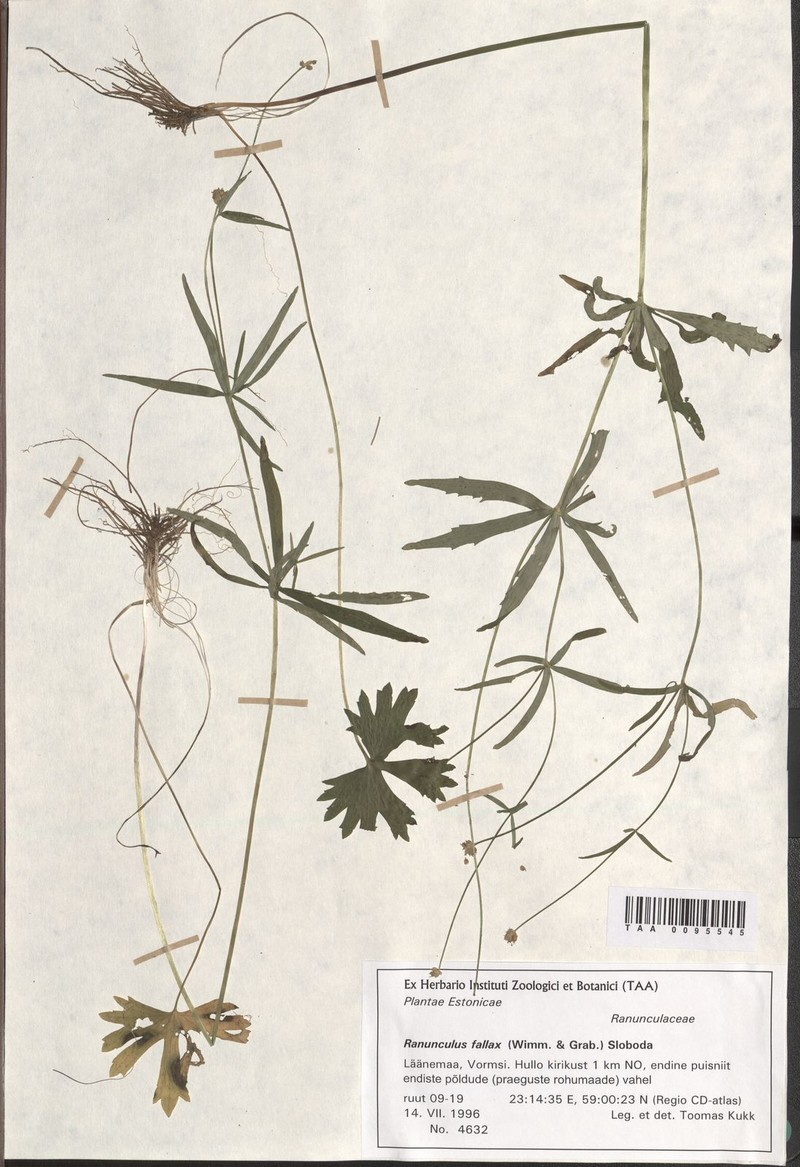 Ranunculus euryphyllarius