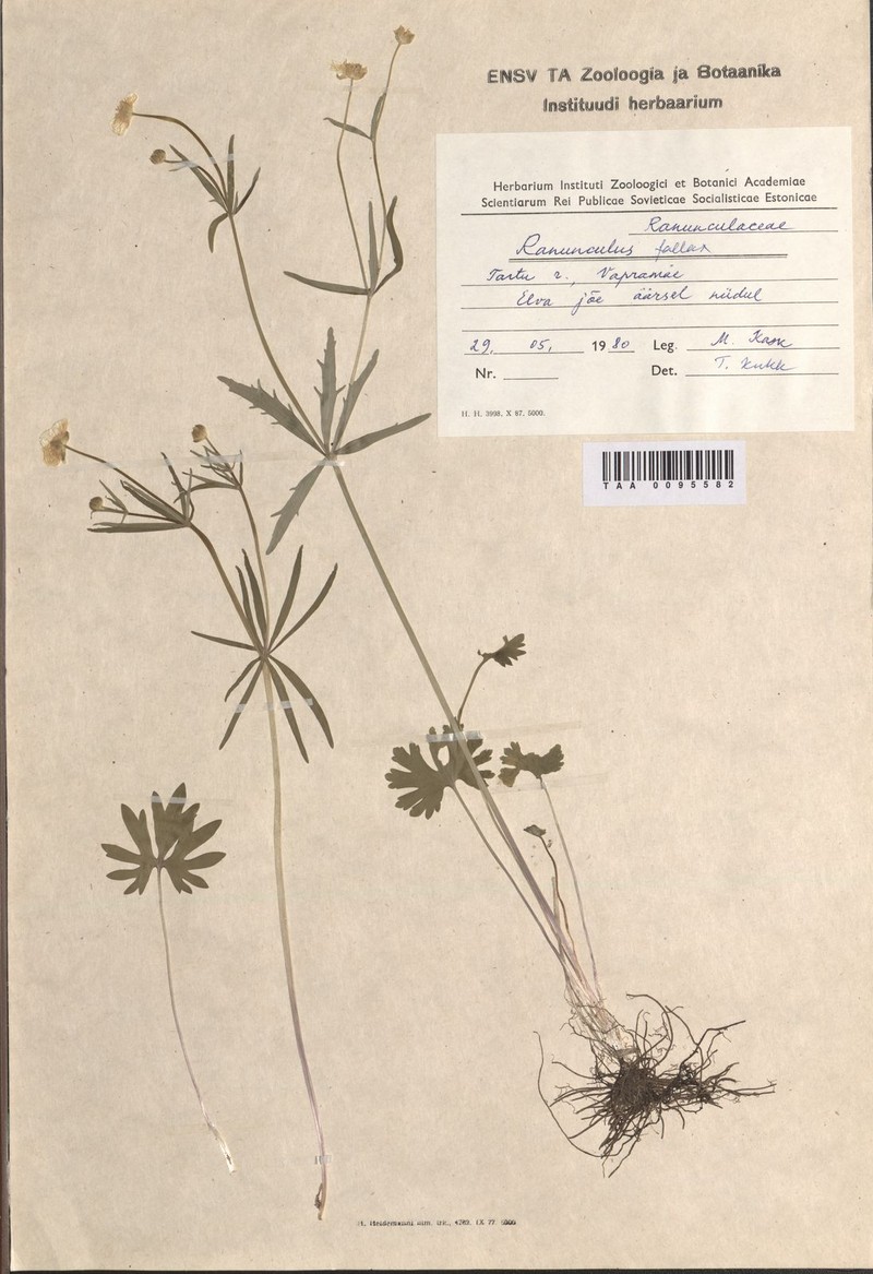 Ranunculus euryphyllarius photo 2