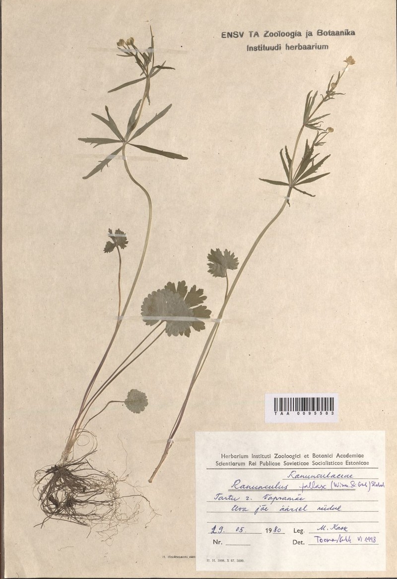 Ranunculus euryphyllarius photo 3