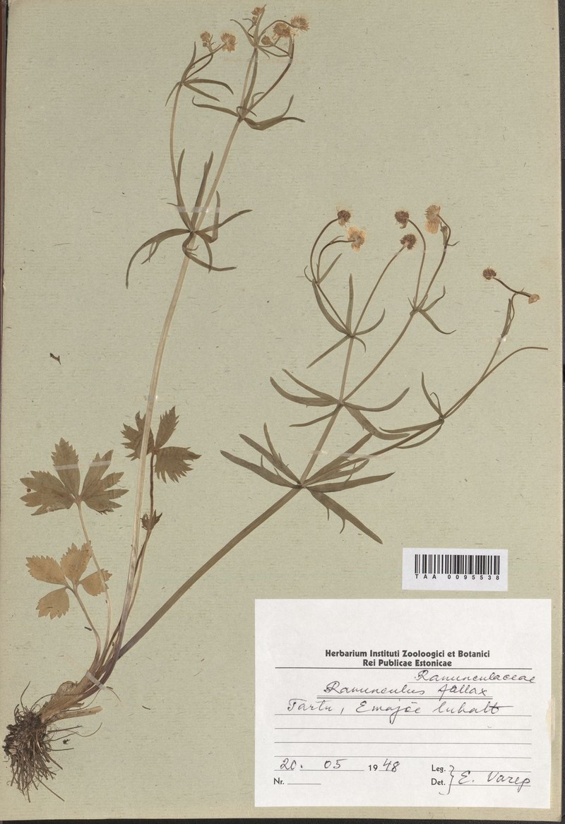 Ranunculus euryphyllarius photo 4