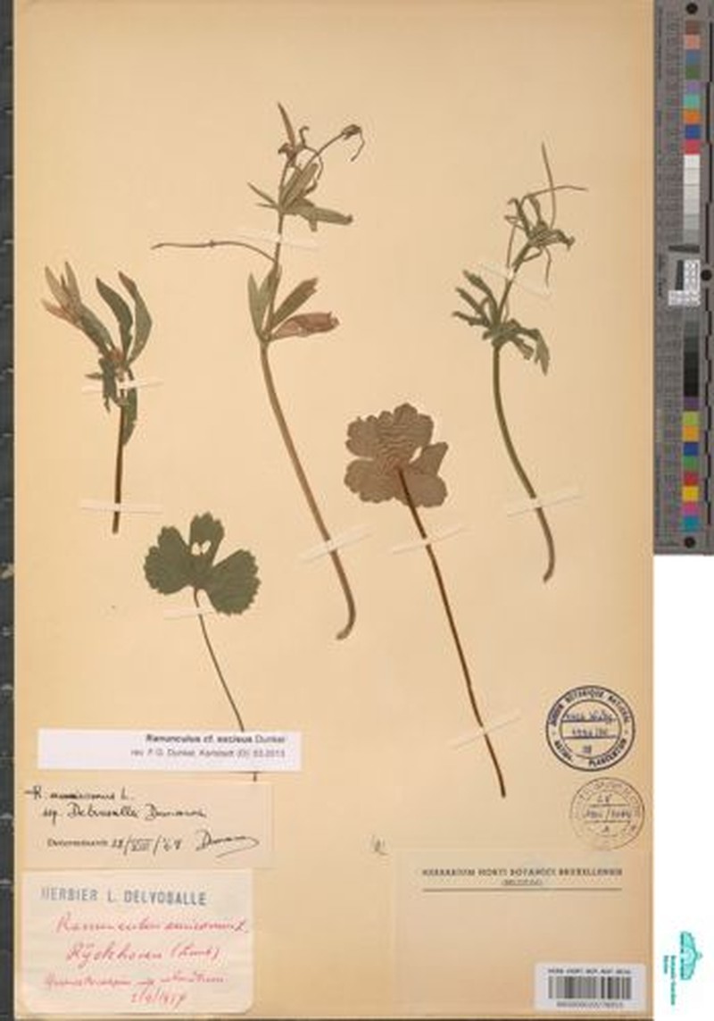 Ranunculus excisus