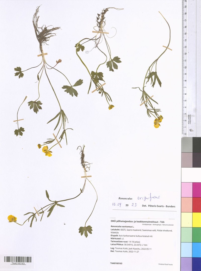 Ranunculus exiguifrons