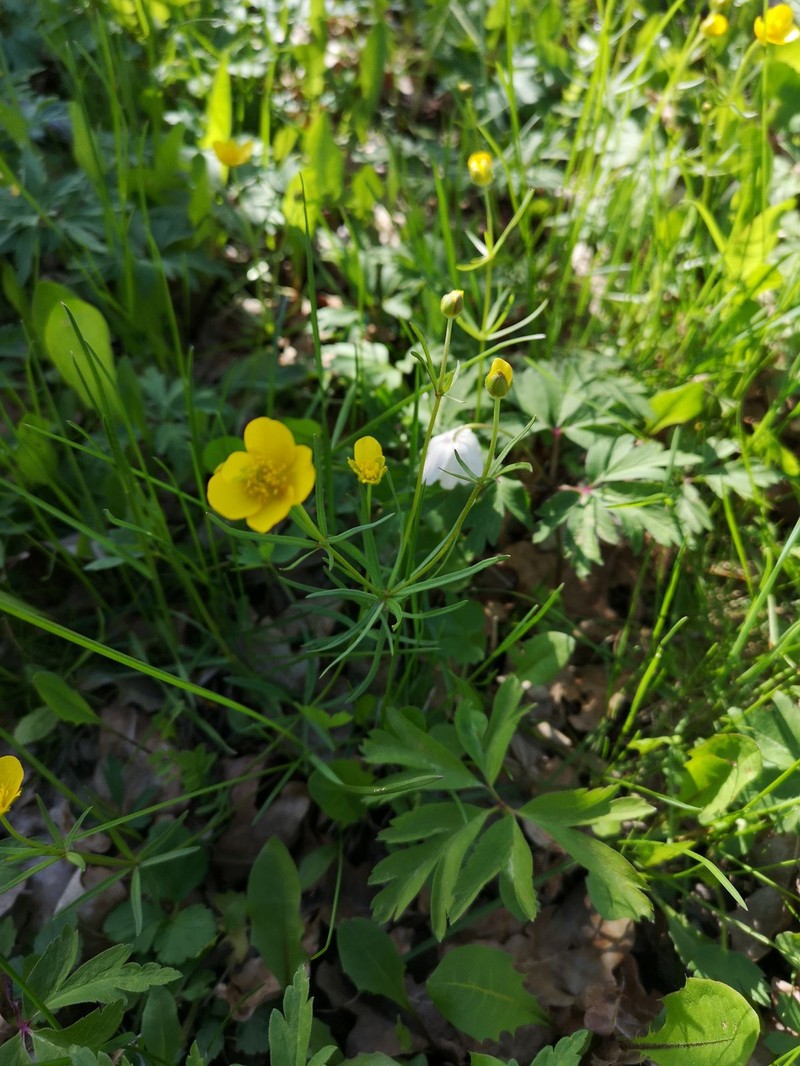 Ranunculus exiguifrons photo 2