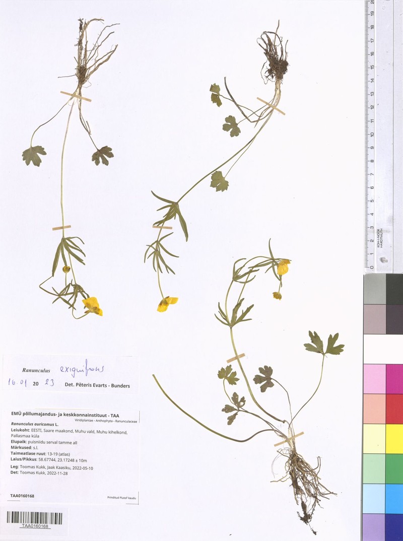 Ranunculus exiguifrons photo 3