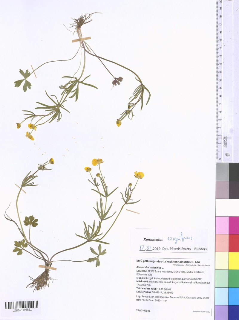 Ranunculus exiguifrons photo 4