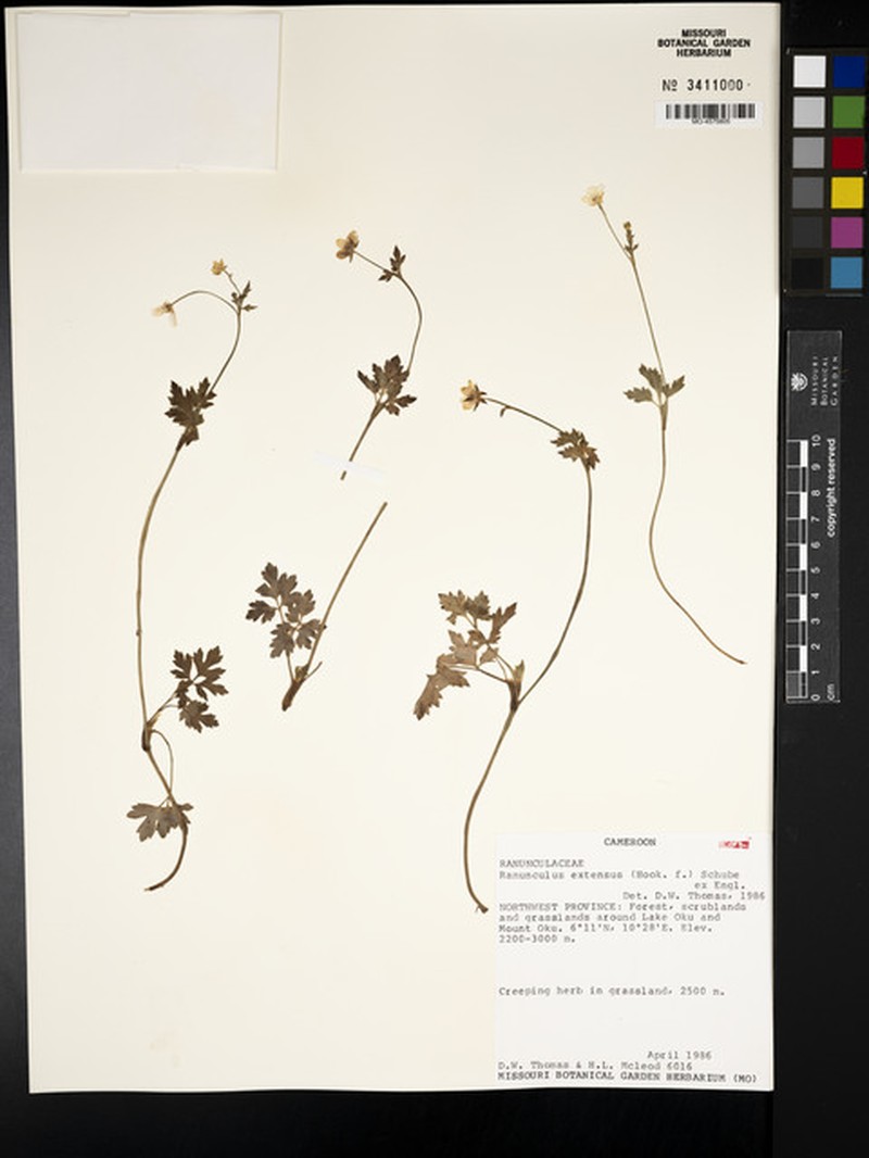 Ranunculus extensus