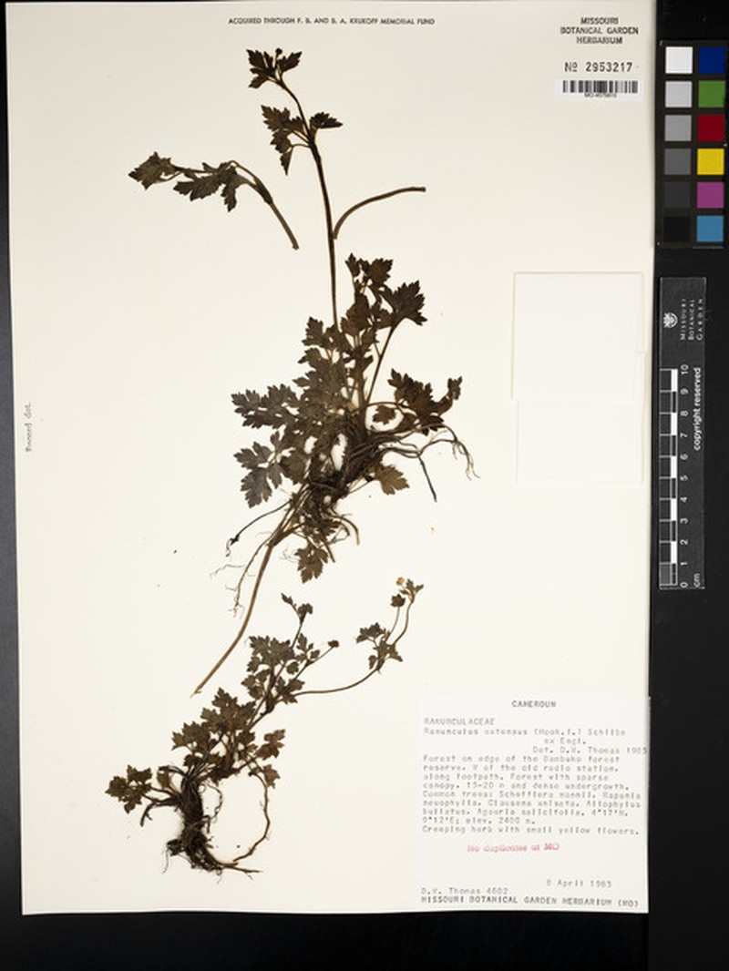 Ranunculus extensus photo 2