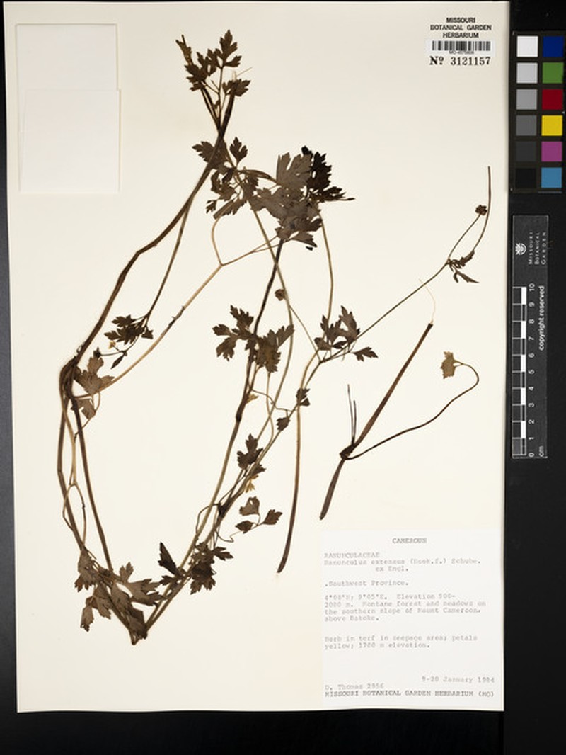 Ranunculus extensus photo 3