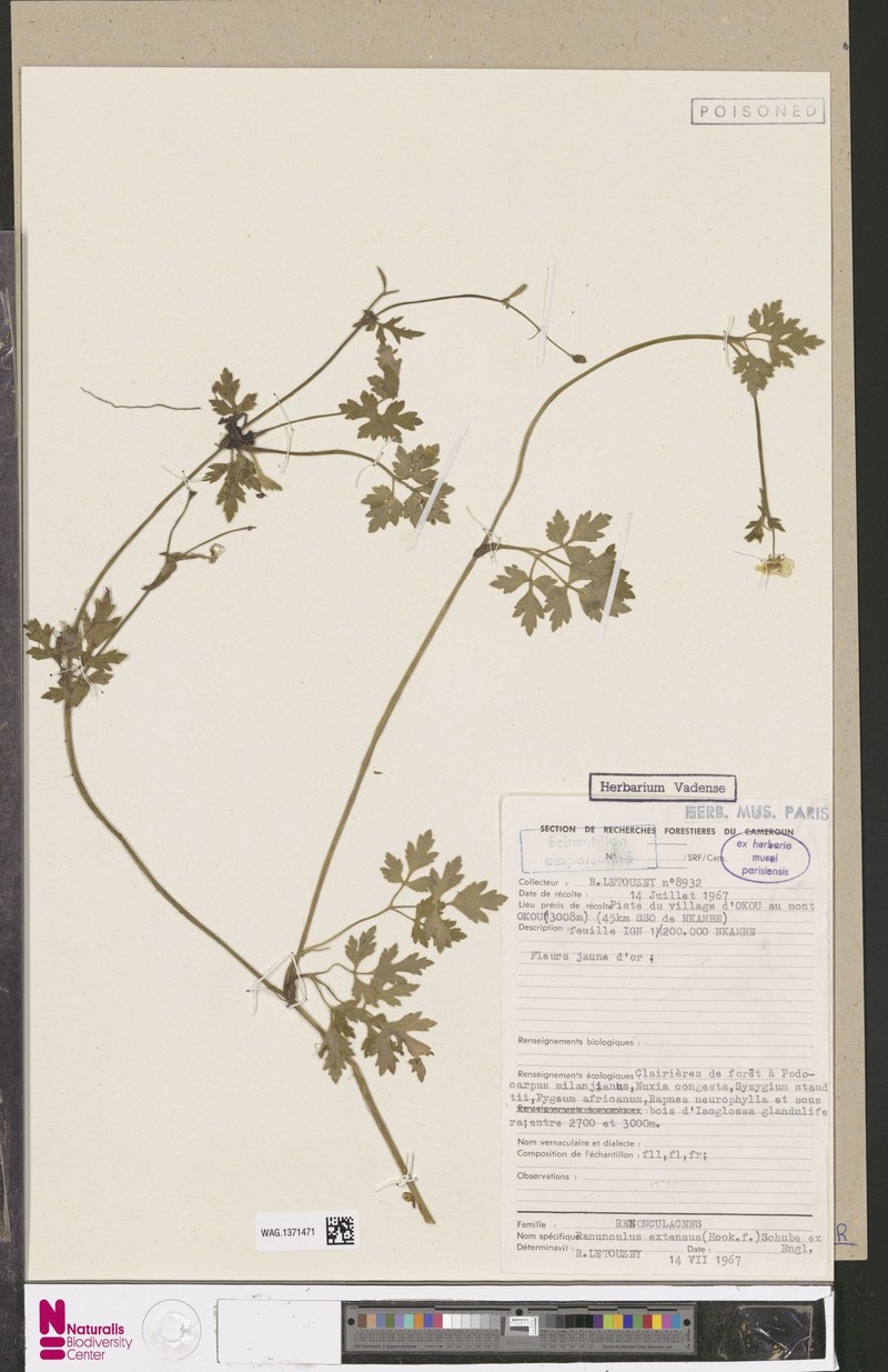 Ranunculus extensus photo 4