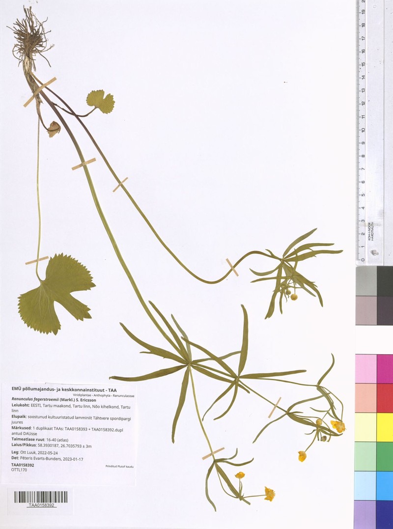 Ranunculus fagerstroemii