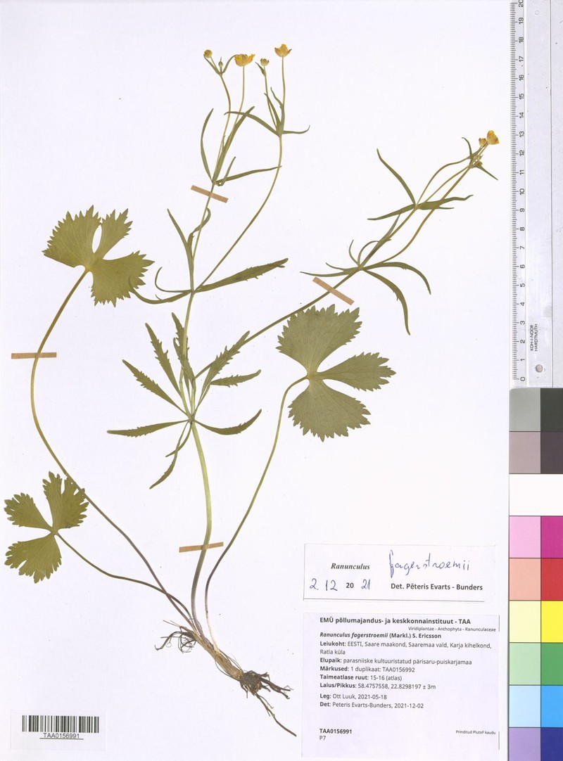 Ranunculus fagerstroemii photo 3