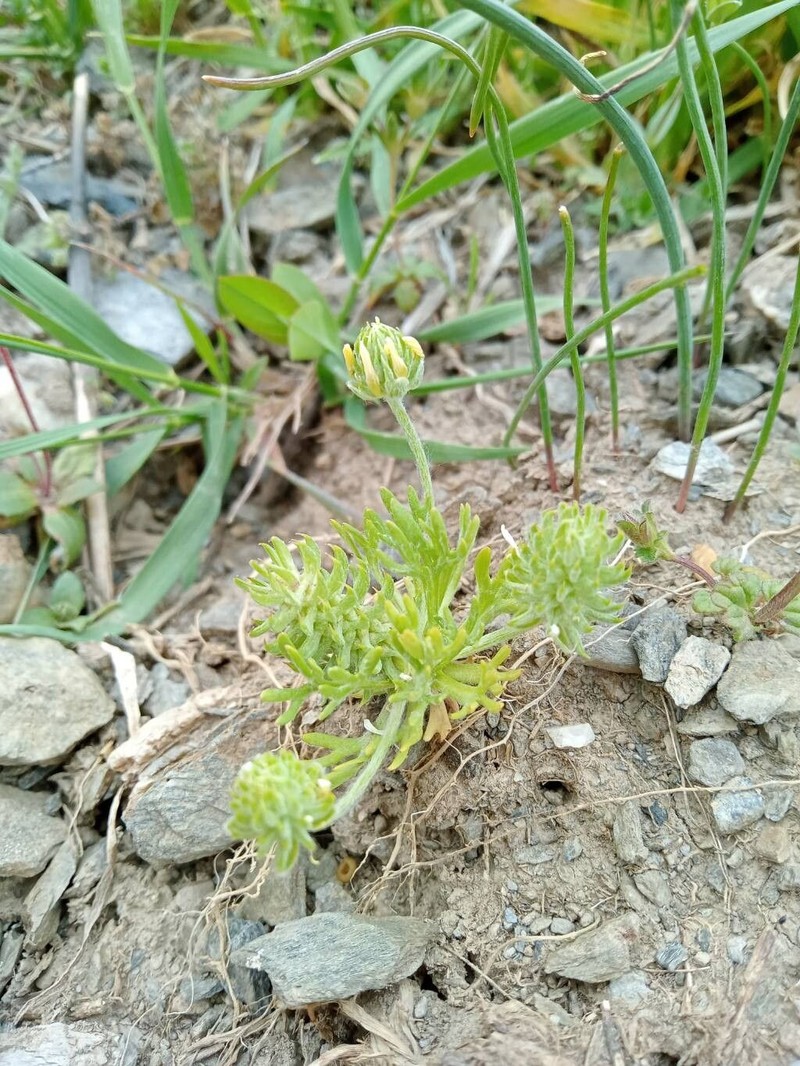 Ranunculus falcatus