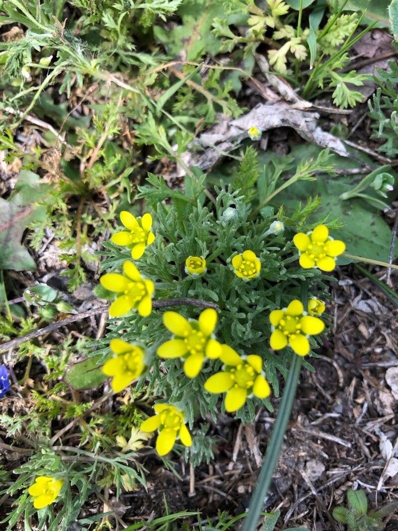Ranunculus falcatus photo 2