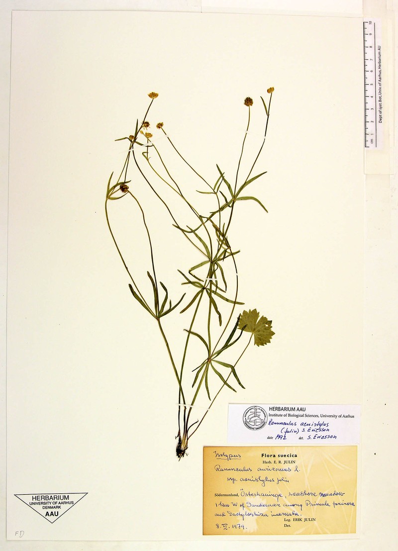 Ranunculus fallacillus