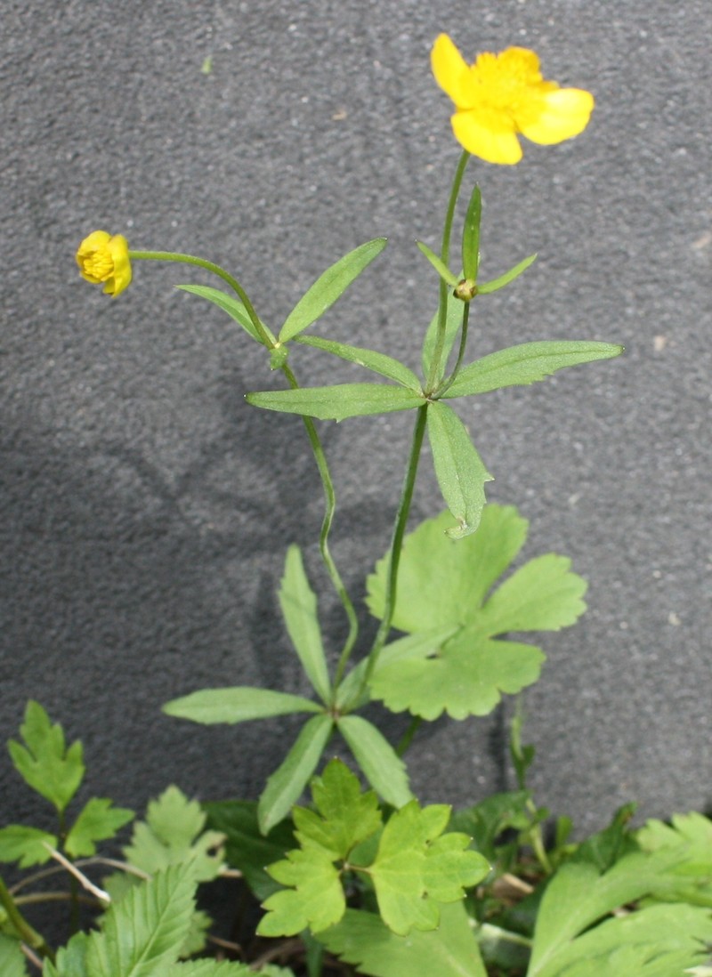 Ranunculus fallax