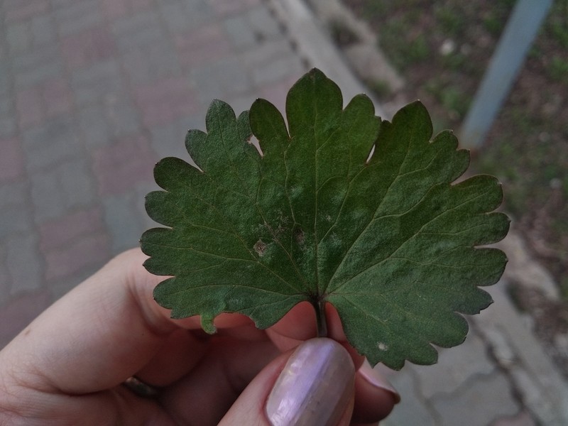 Ranunculus fallax photo 2