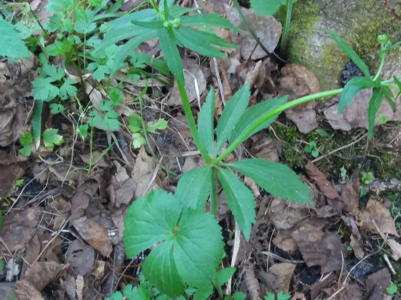 Ranunculus fallax photo 3