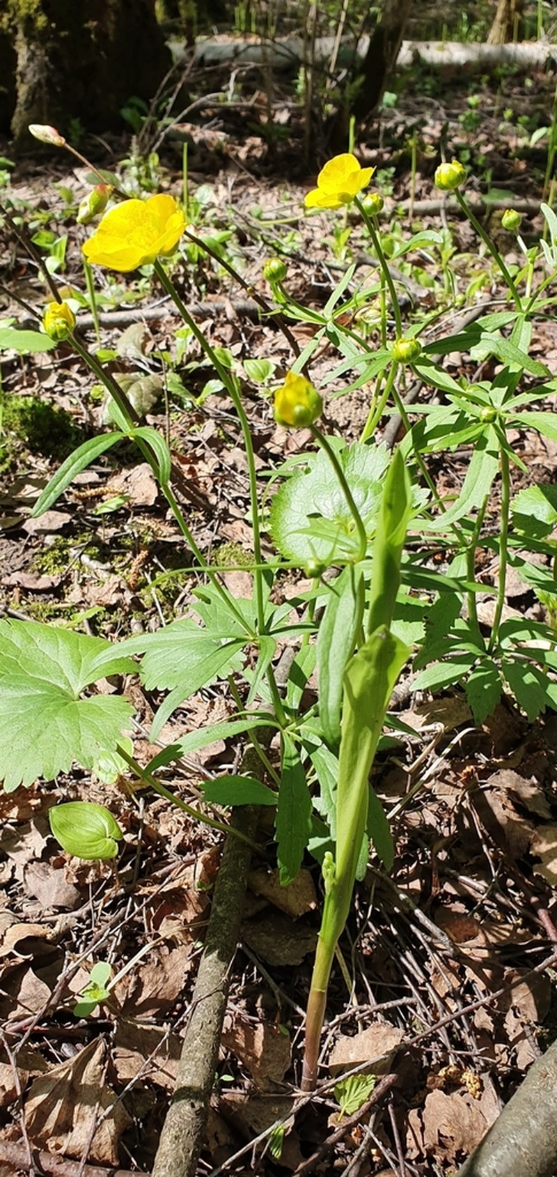 Ranunculus fallax photo 5