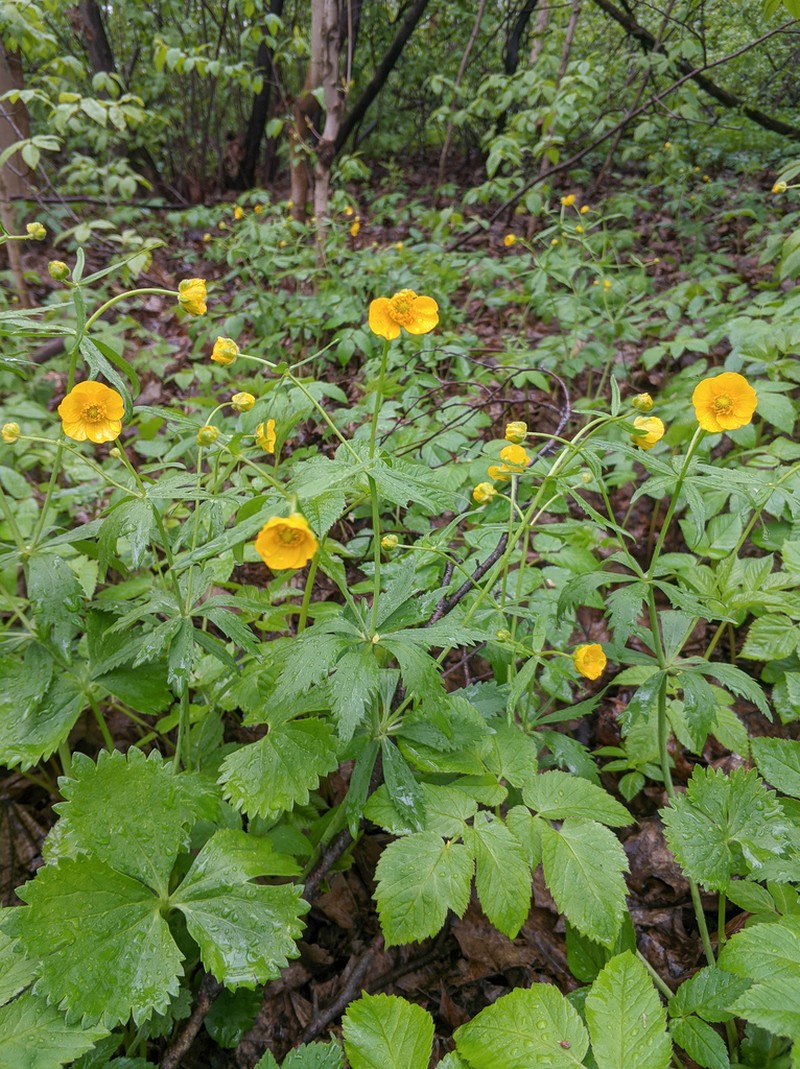 Ranunculus fallax photo 7