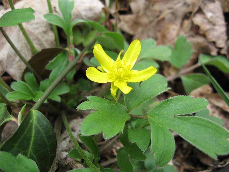 Early Buttercup