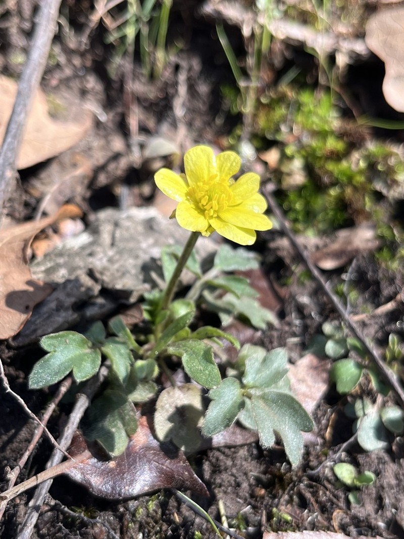 Early Buttercup photo 2