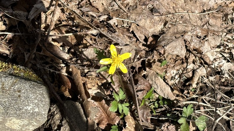 Early Buttercup photo 3