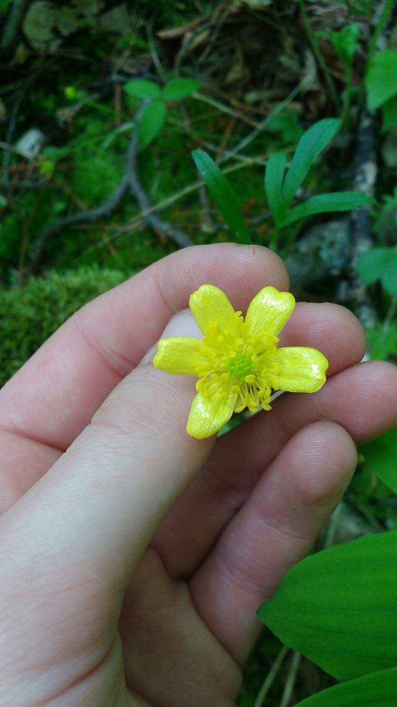 Early Buttercup photo 4