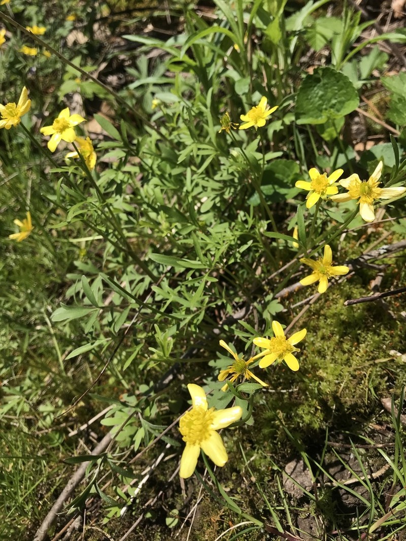 Early Buttercup photo 5