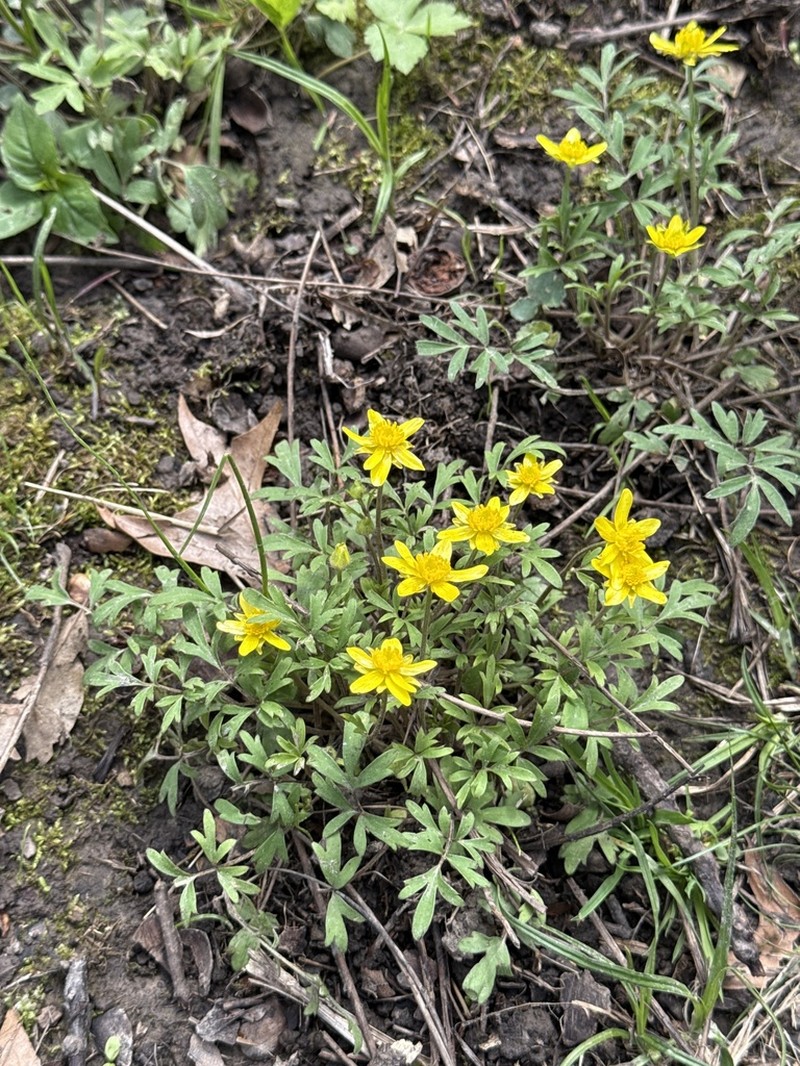 Early Buttercup photo 6