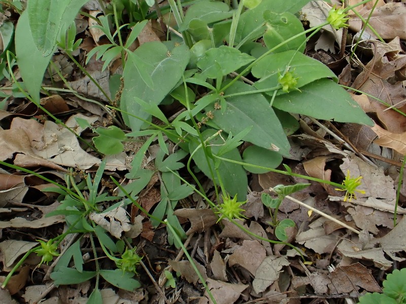 Early Buttercup photo 7