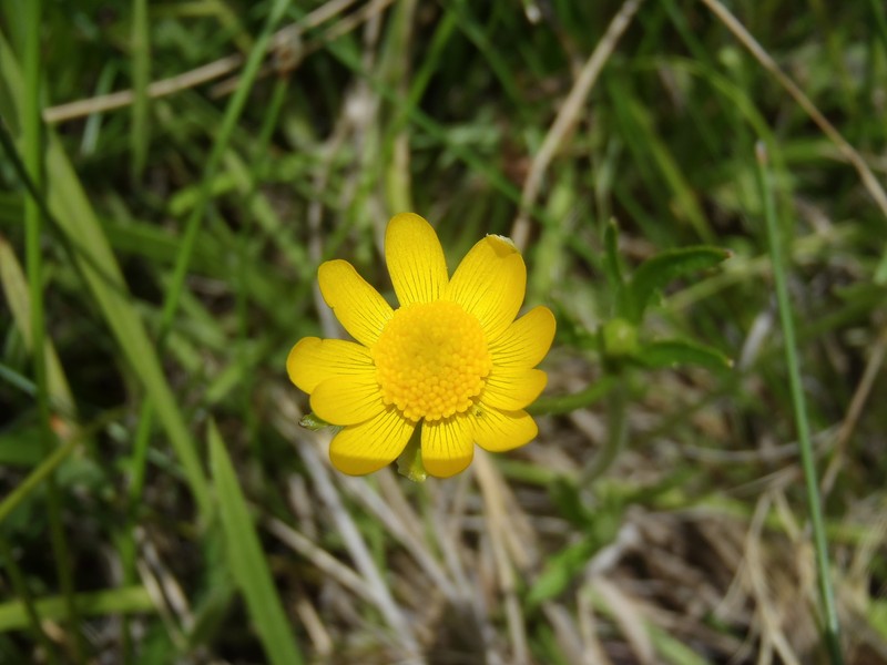 Ranunculus fasciculatus photo 2
