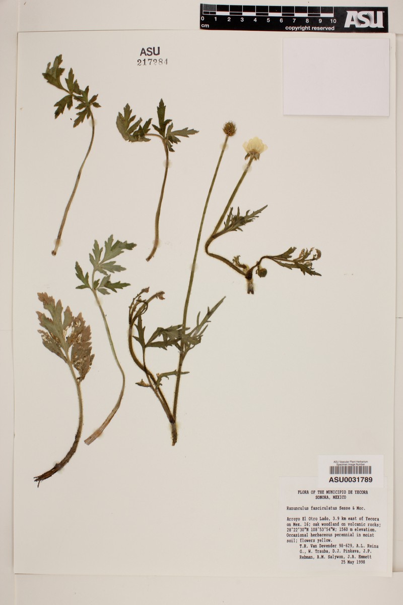 Ranunculus fasciculatus photo 4