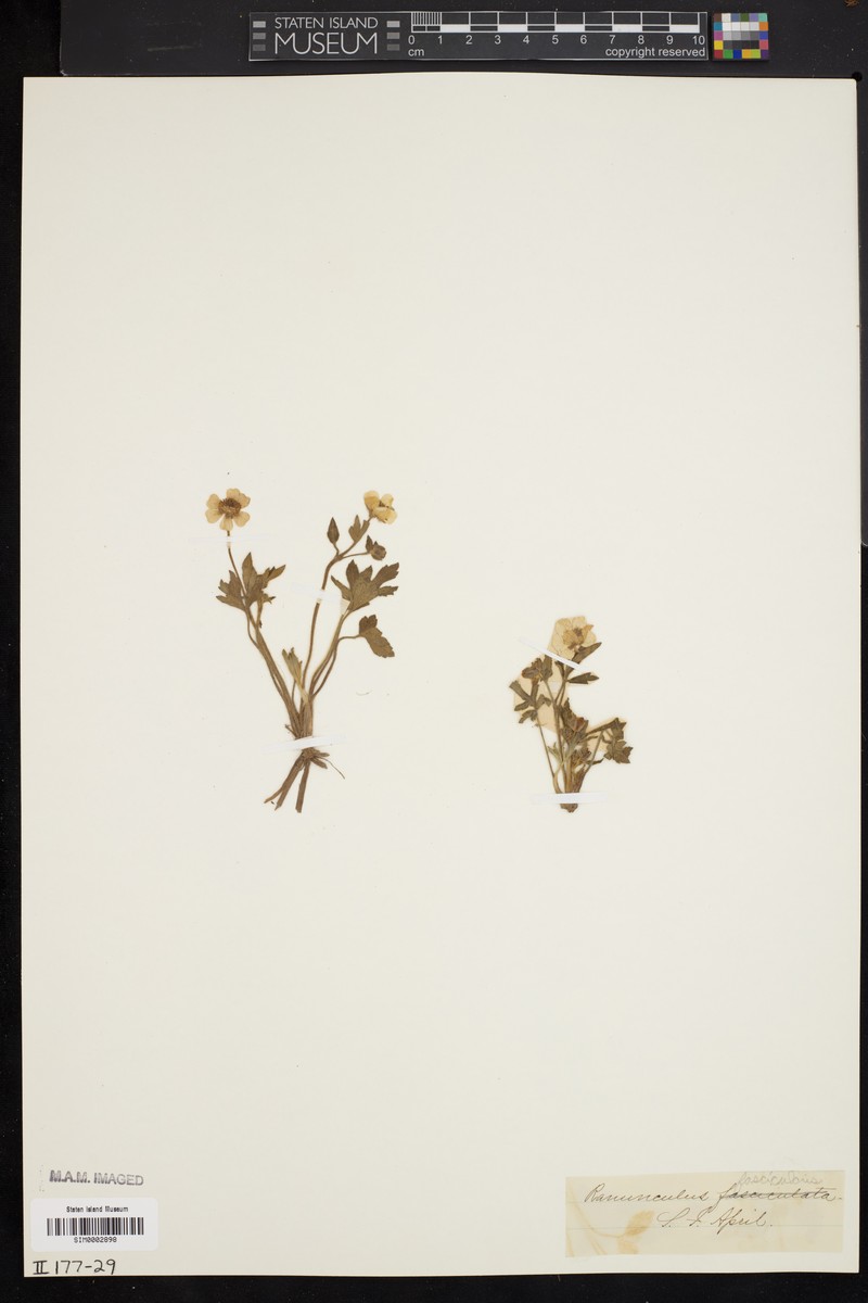 Ranunculus fasciculatus photo 5