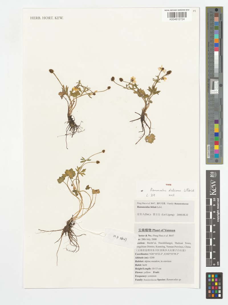 Ranunculus felixii