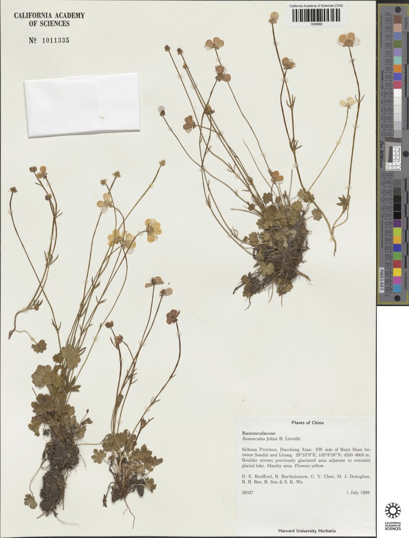 Ranunculus felixii photo 2