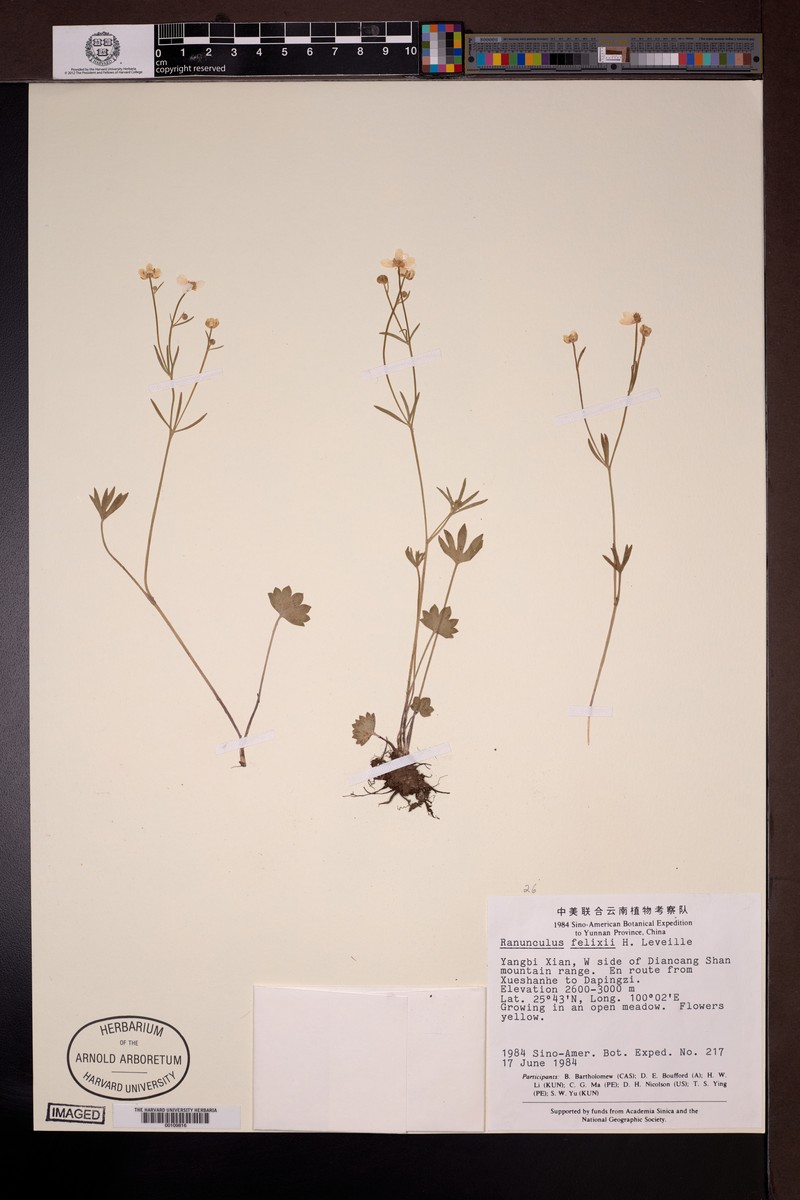 Ranunculus felixii photo 3