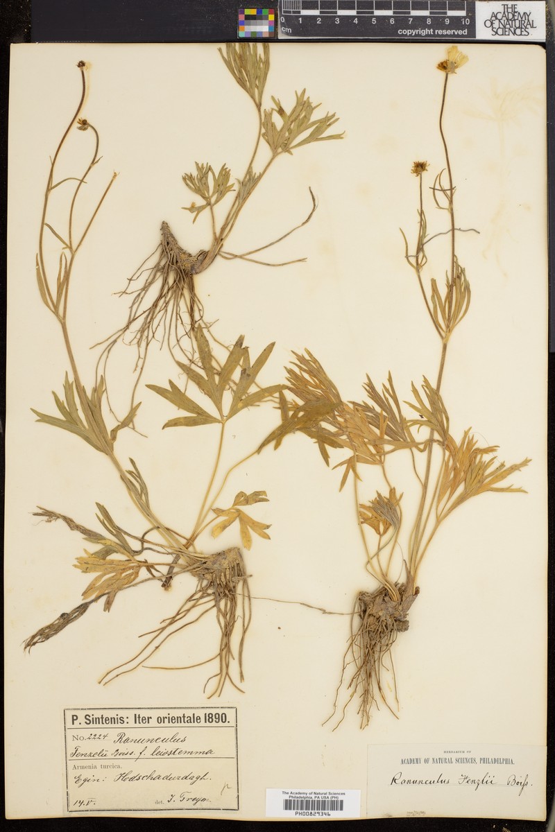 Ranunculus fenzlii