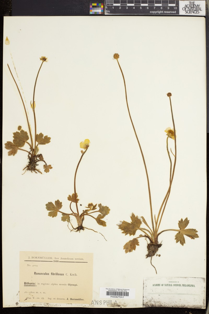 Ranunculus fibrillosus