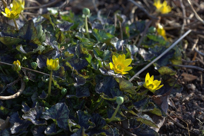Fig Buttercup
