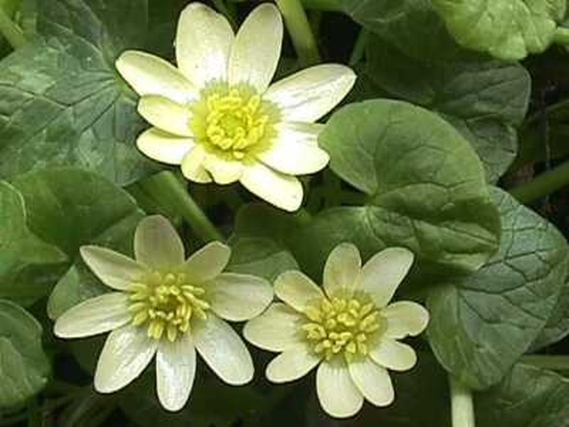 Fig Buttercup photo 2