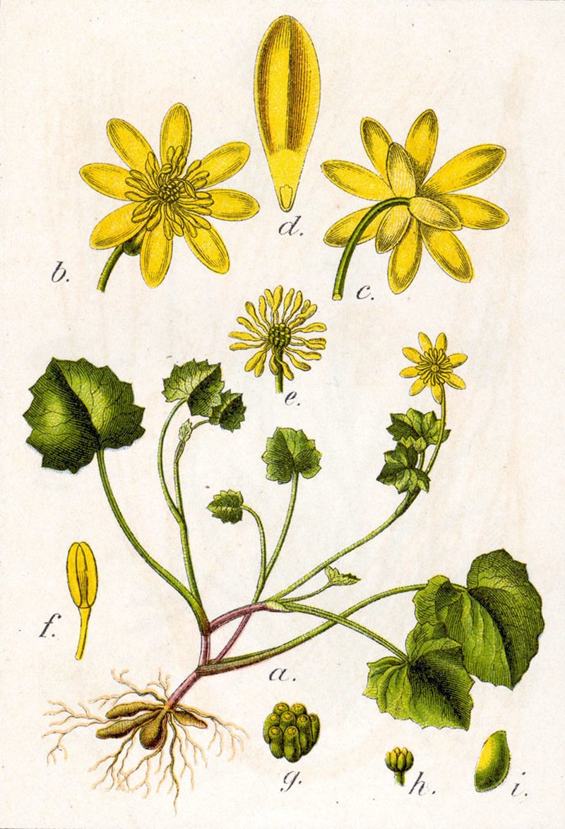 Fig Buttercup photo 3