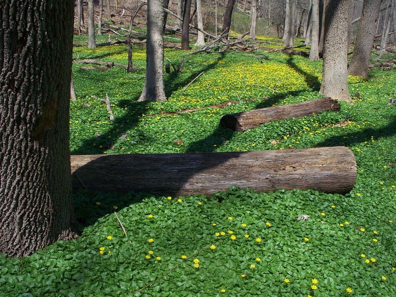 Fig Buttercup photo 5