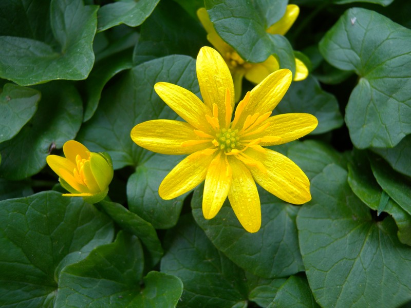 Fig Buttercup photo 6