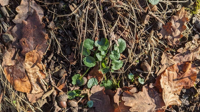 Fig Buttercup photo 7