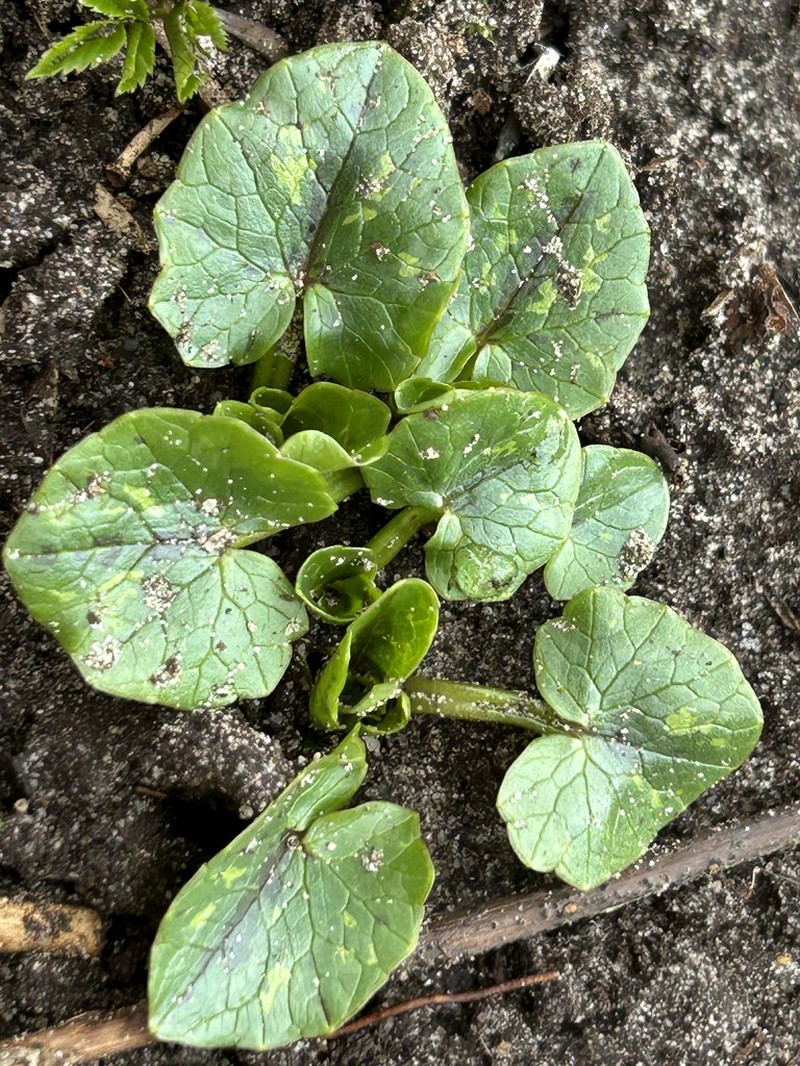 Fig Buttercup photo 8